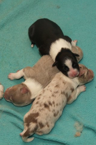 lizzpups3daysold3.jpg