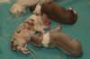 lizzpups3daysold4_small.jpg