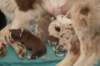 lizzpups3daysold_small.jpg