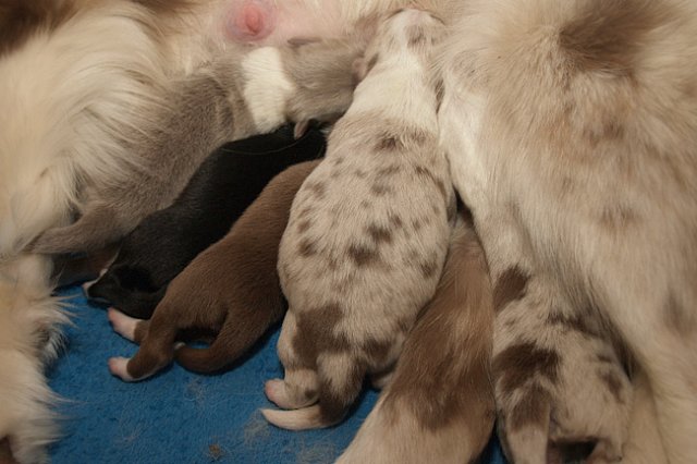 lizzpups4daysold.jpg
