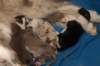 lizzpups4daysold2_small.jpg