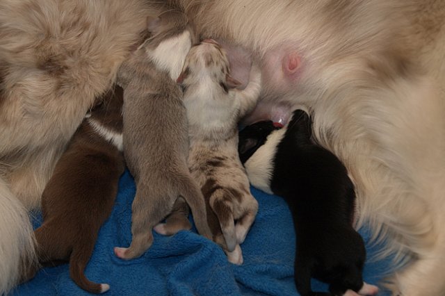 lizzpups4daysold3.jpg