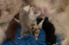 lizzpups4daysold3_small.jpg