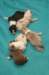 lizzpupsondayofbirth2903102_small.jpg