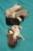 lizzpupsondayofbirth2903103_small.jpg