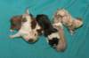 lizzpupsondayofbirth2903104_small.jpg