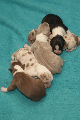 lizzpupsondayofbirth2903105.jpg