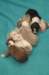 lizzpupsondayofbirth2903105_small.jpg