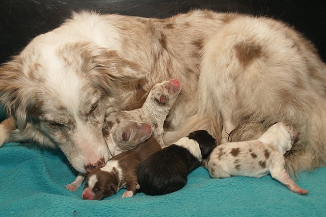 lizzpupsondayofbirth2903106.jpg