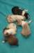 lizzpupsondayofbirth290310_small.jpg