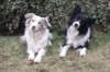 lizzsambuca2701102_small.jpg