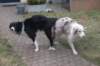 lizzsambucamating2701102_small.jpg