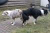 lizzsambucamating2701103_small.jpg