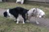lizzsambucamating2701104_small.jpg