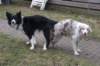 lizzsambucamating2701105_small.jpg