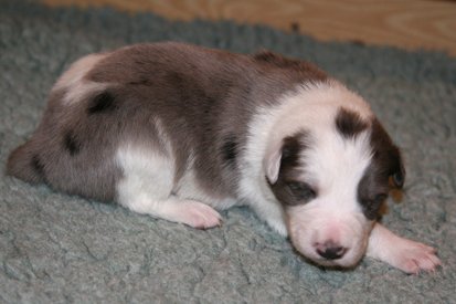 ilikeizzy13daysold3.jpg