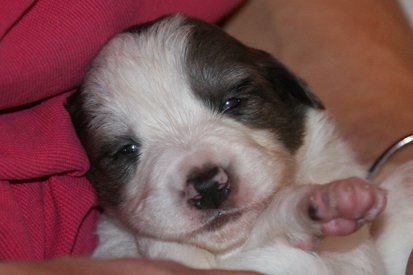 ilikeizzy16daysold4.jpg