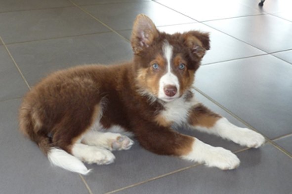 ilovedizzy11weeksold.jpg