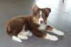 ilovedizzy11weeksold_small.jpg
