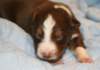 ilovedizzy14daysold2_small.jpg