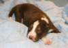 ilovedizzy14daysold3_small.jpg