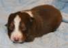 ilovedizzy14daysold4_small.jpg