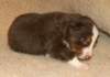 ilovedizzy19daysold2_small.jpg