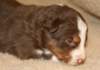 ilovedizzy19daysold3_small.jpg