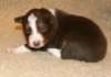 ilovedizzy19daysold_small.jpg
