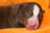 ilovedizzy1daysold2_small.jpg