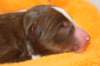 ilovedizzy1daysold3_small.jpg