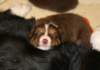ilovedizzy30daysold2_small.jpg