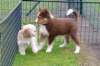 ilovedizzy35monthsoldatdogschool_small.jpg