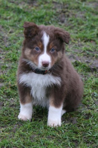 ilovedizzy7weeksold.jpg