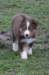 ilovedizzy7weeksold2_small.jpg
