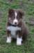 ilovedizzy7weeksold_small.jpg