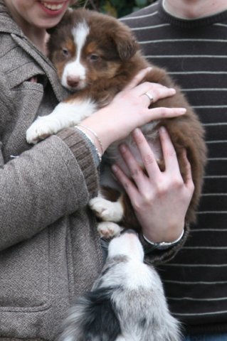 ilovedizzy8weeksold.jpg