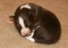 ilovedizzy9daysold2_small.jpg