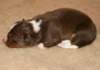 ilovedizzy9daysold3_small.jpg