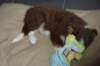 ilovedizzy9weeksold_small.jpg