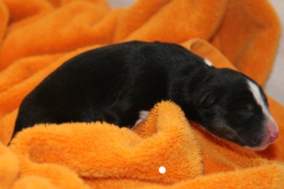 iloveeva1dayold2.jpg