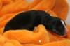 iloveeva1dayold2_small.jpg