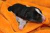 iloveeva1dayold3_small.jpg