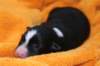 iloveeva1dayold4_small.jpg