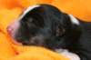 iloveeva1dayold5_small.jpg