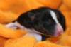 iloveeva1dayold_small.jpg