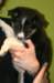 iloveeva8weeksold12_small.jpg