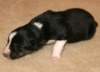 iloveeva9daysold_small.jpg