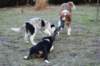 hobbyjazz10weekssky3monthsoldatplay_small.jpg