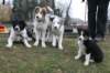 ilovejazz10weeksilikegyptiasky3monthsold2_small.jpg